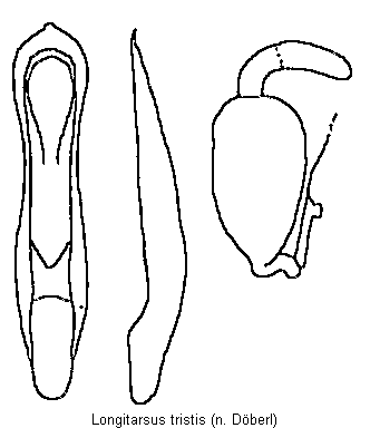 longitarsus_tristis.gif