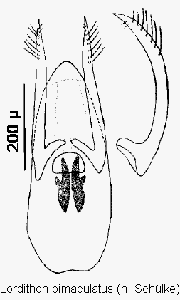 lordithon_bimaculatus.gif