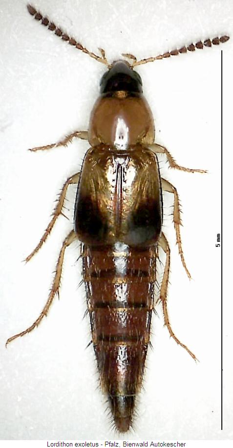 lordithon_exoletus_hab.jpg