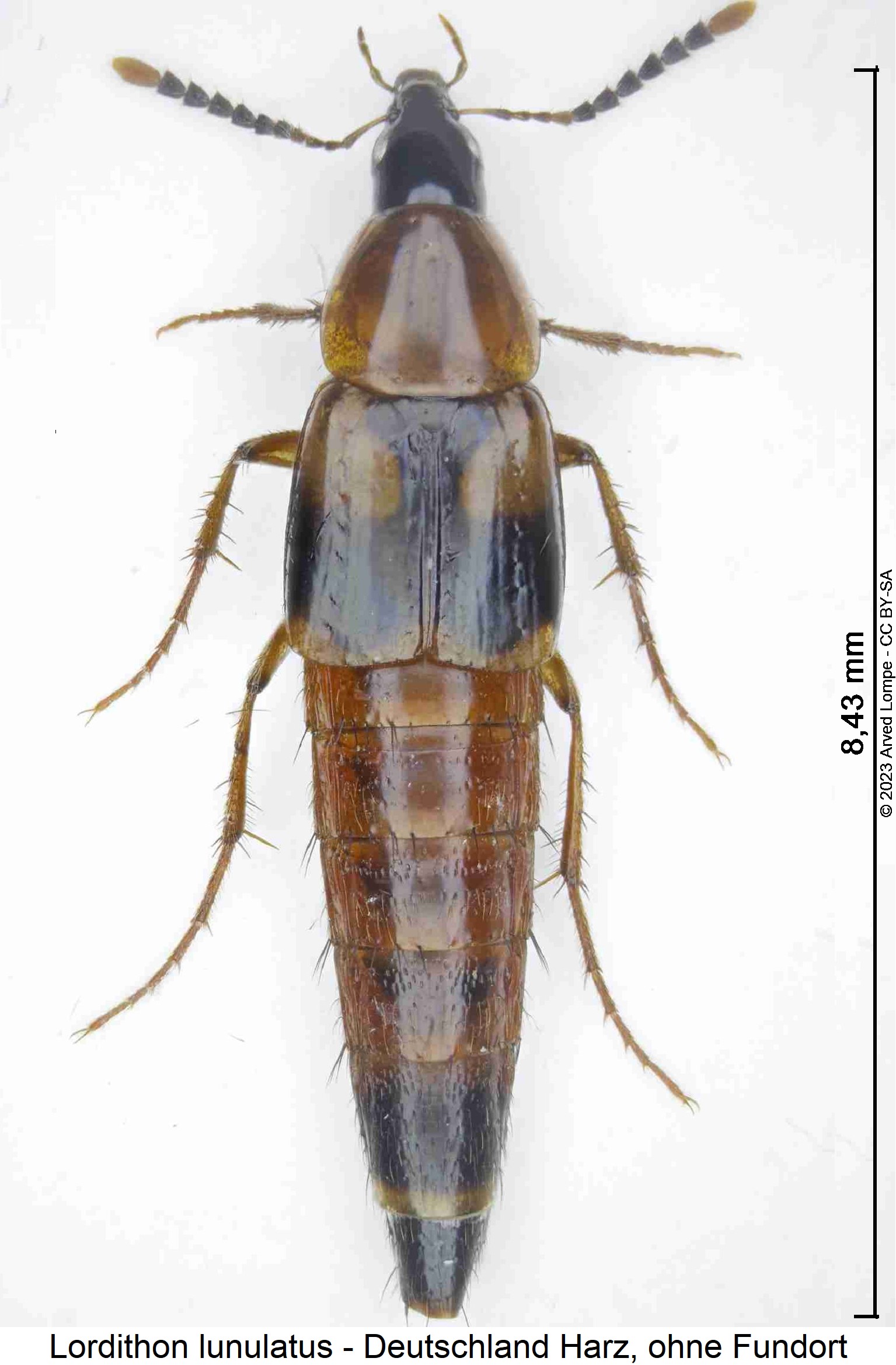 lordithon_lunulatus_hab1.jpg