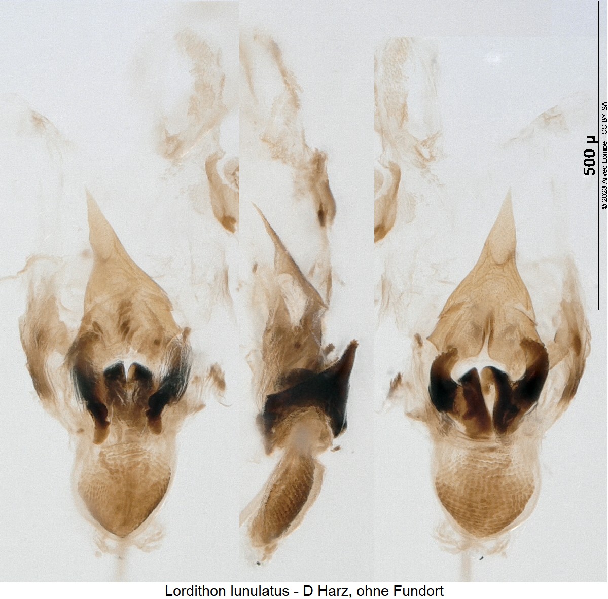 lordithon_lunulatus_pc.jpg