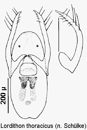 lordithon_thoracicus.gif