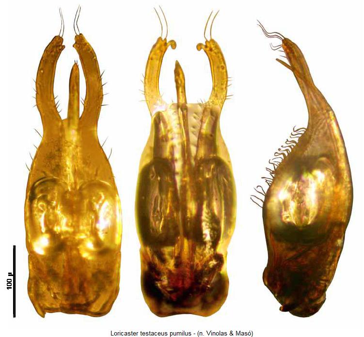 loricaster_pumilus.jpg