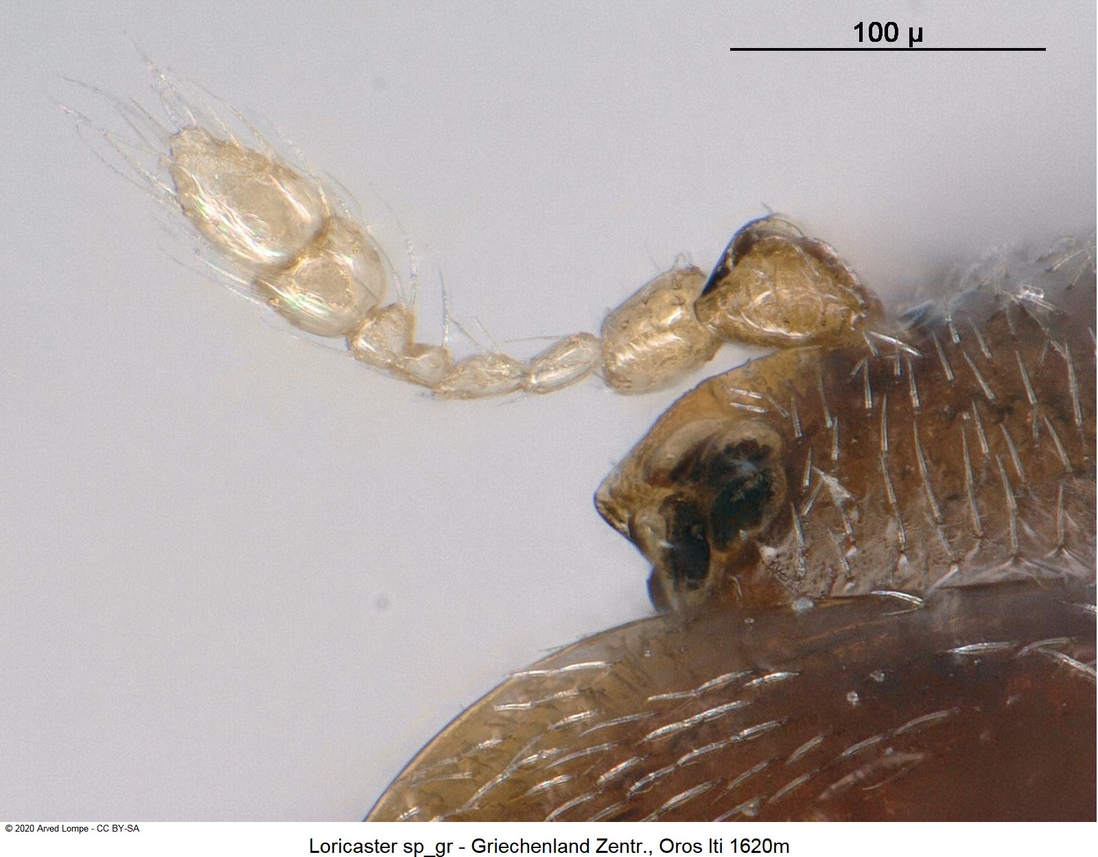 loricaster_sp_gr_f.jpg