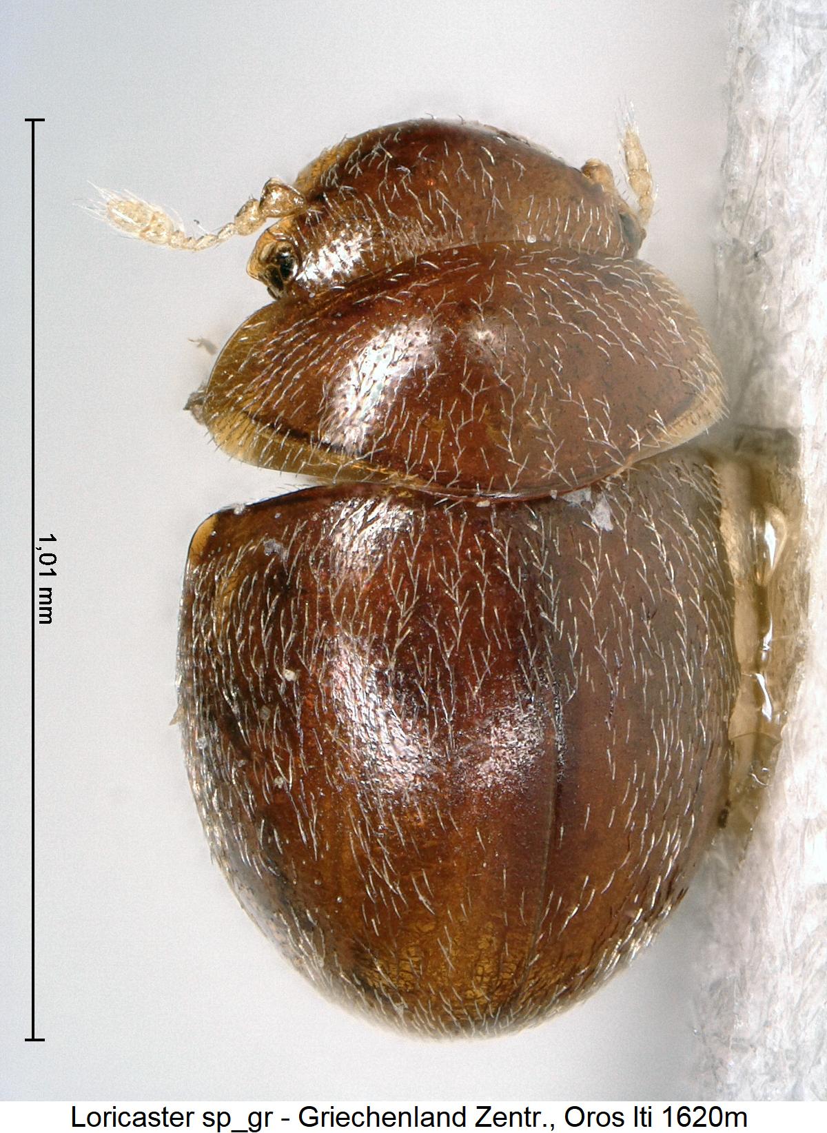 loricaster_sp_gr_hab.jpg