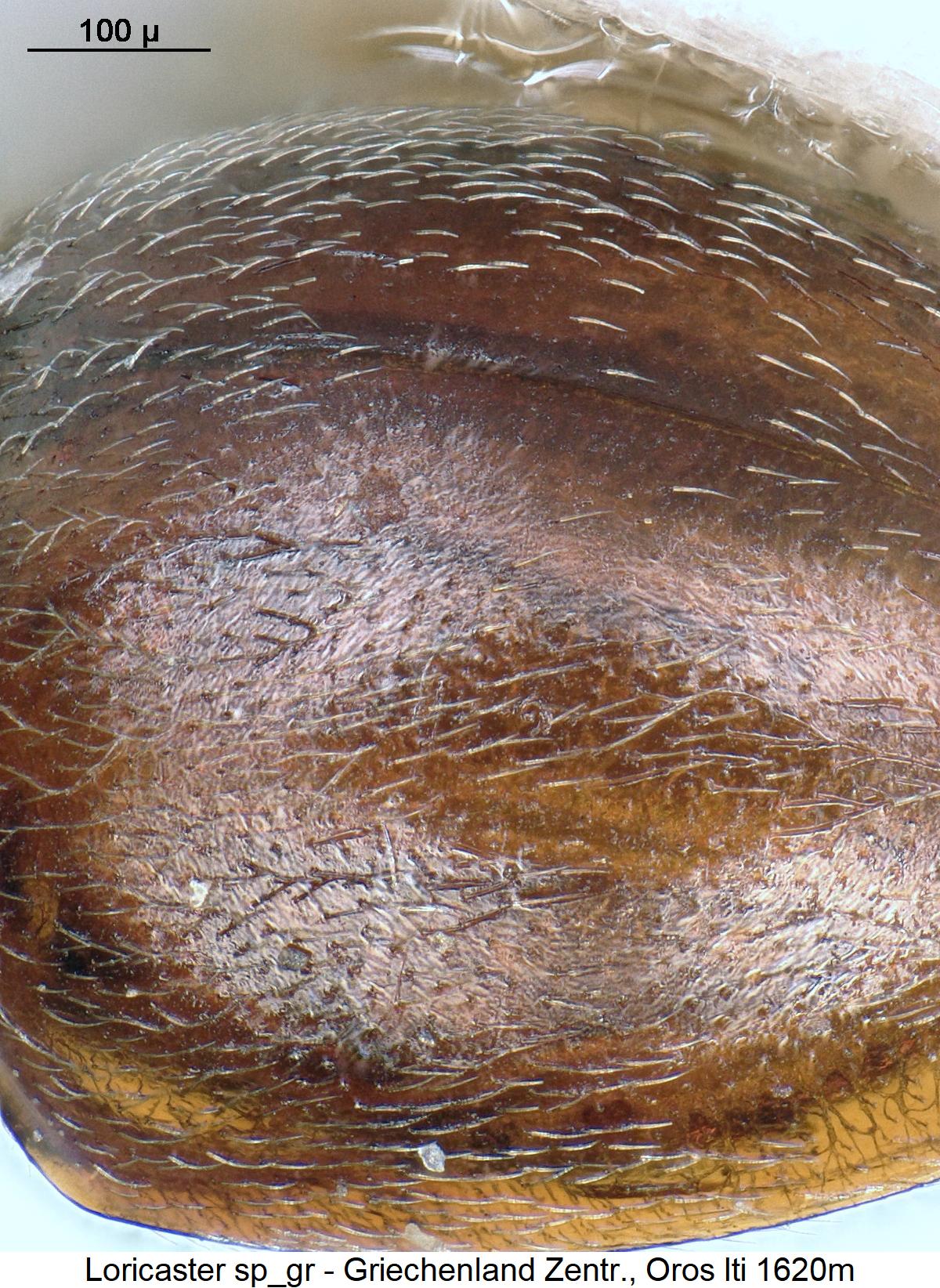 loricaster_sp_gr_ms.jpg