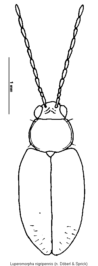 luperomorpha_nigripennis_hab.gif