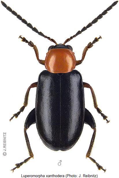 luperomorpha_xanthodera_hab2.jpg