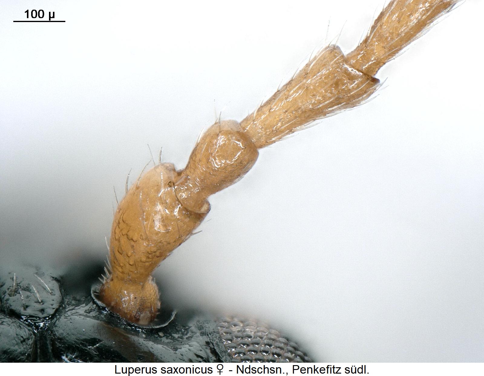 luperus_saxonicus_w_f.jpg