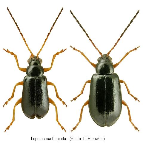 luperus_xanthopoda.jpg