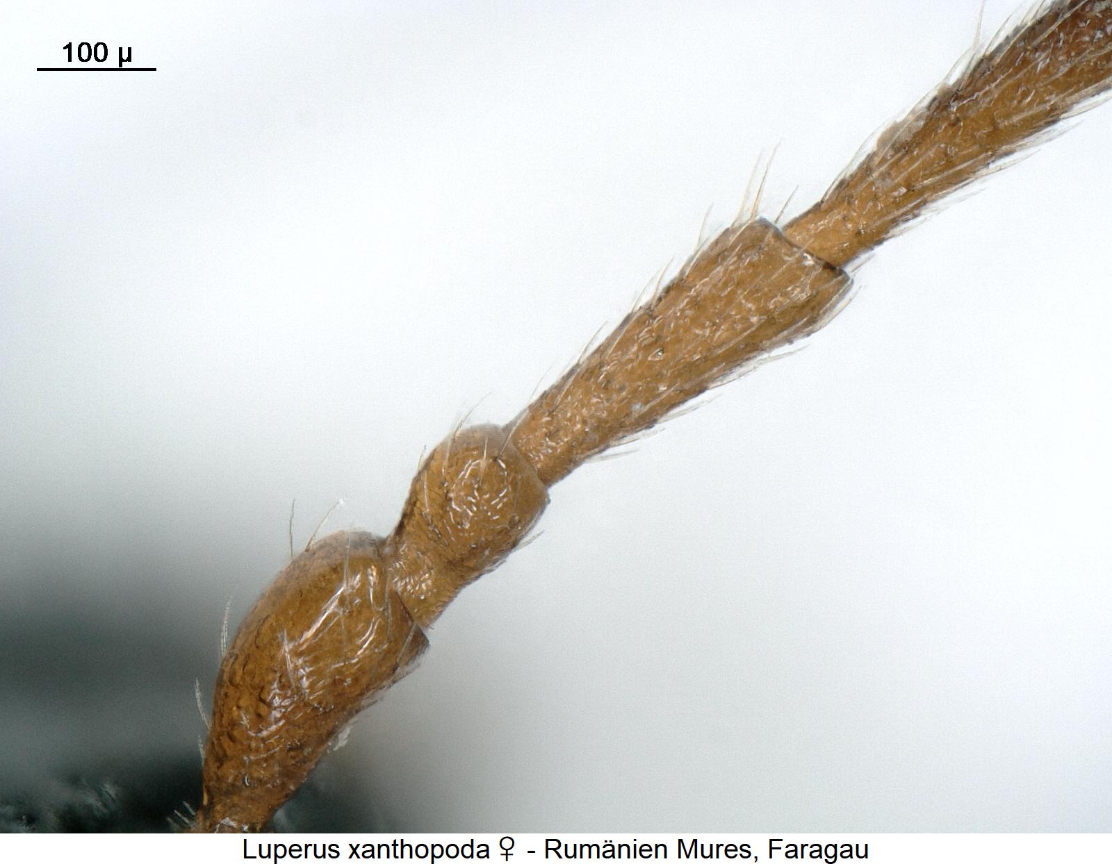 luperus_xanthopoda_w_f.jpg
