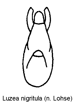 luzea_nigritula.gif