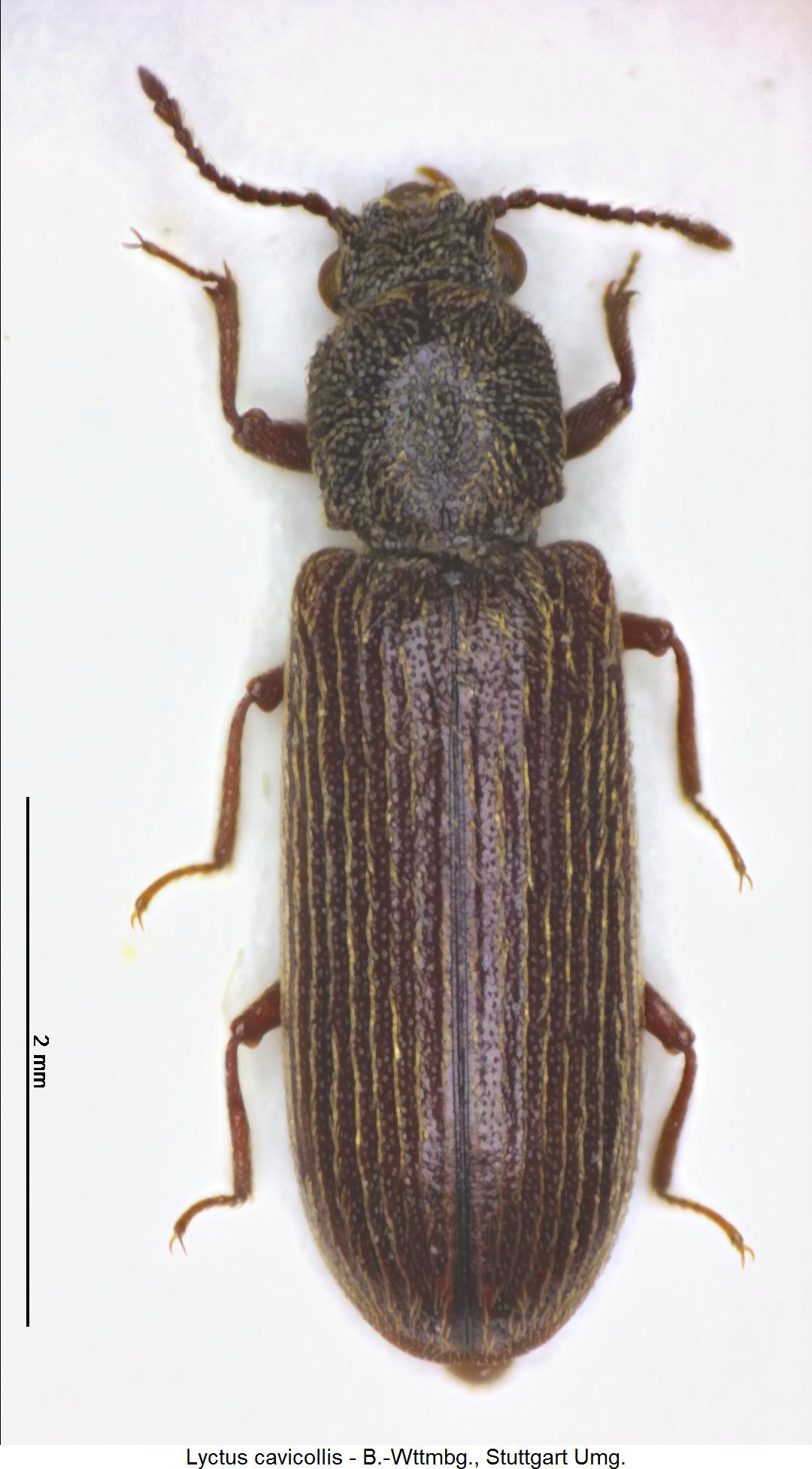 lyctus_cavicollis1_hab.jpg