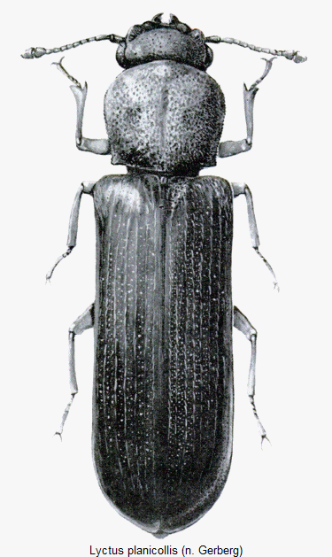lyctus_planicollis_hab.gif