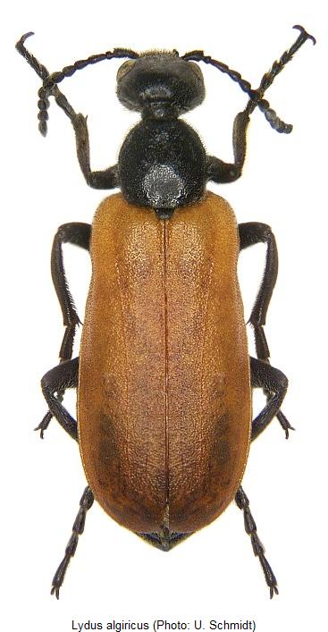 lydus_algiricus_hab.jpg