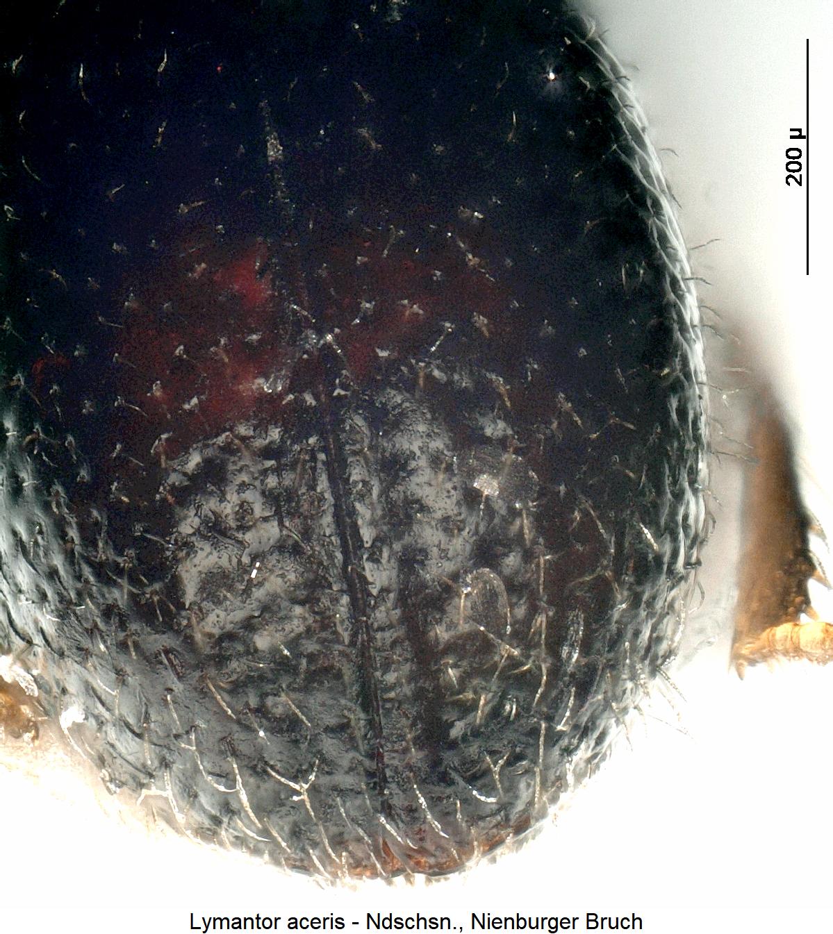lymantor_aceris_dec1.jpg