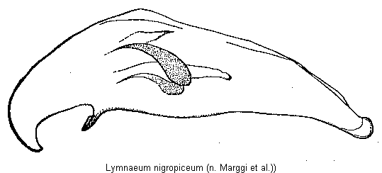 lymnaeum_nigropiceum.gif