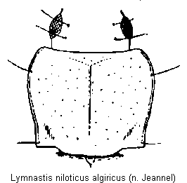 lymnastis_algiricus_hsch.gif