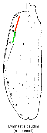 lymnastis_gaudini_fld.gif