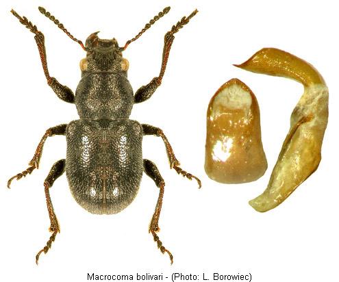 macrocoma_bolivari.jpg