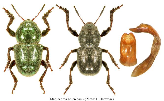 macrocoma_brunnipes.jpg