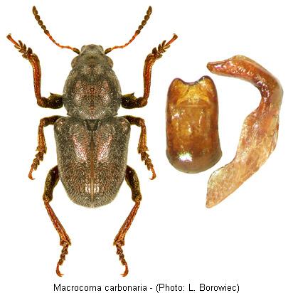 macrocoma_carbonaria.jpg