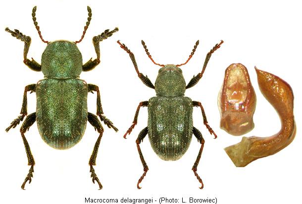 macrocoma_delagrangei.jpg