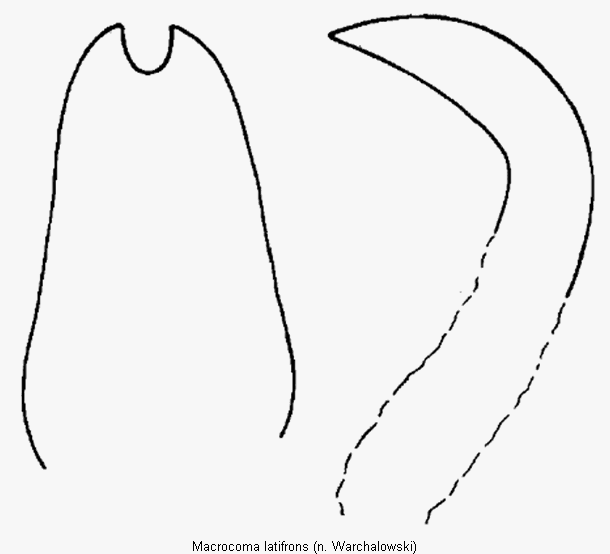 macrocoma_latifrons.gif
