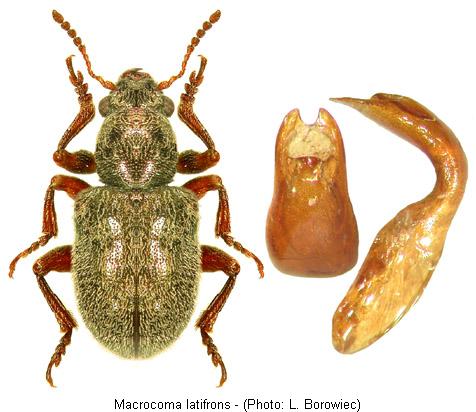 macrocoma_latifrons.jpg