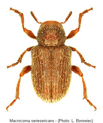macrocoma_seriesericans.jpg