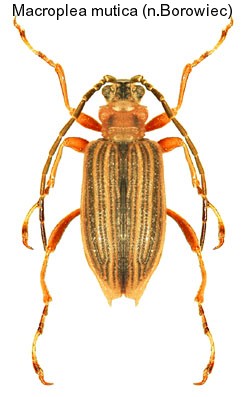 macroplea_mutica.jpg