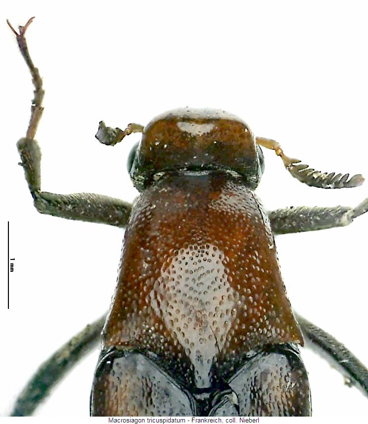 macrosiagon_tricuspidatum_vk.jpg