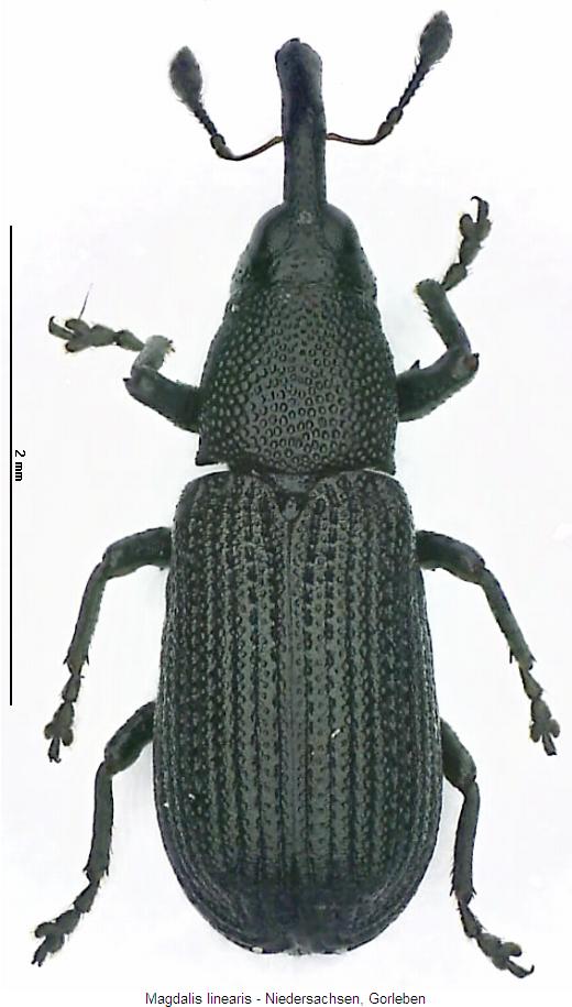 magdalis_linearis_hab.jpg
