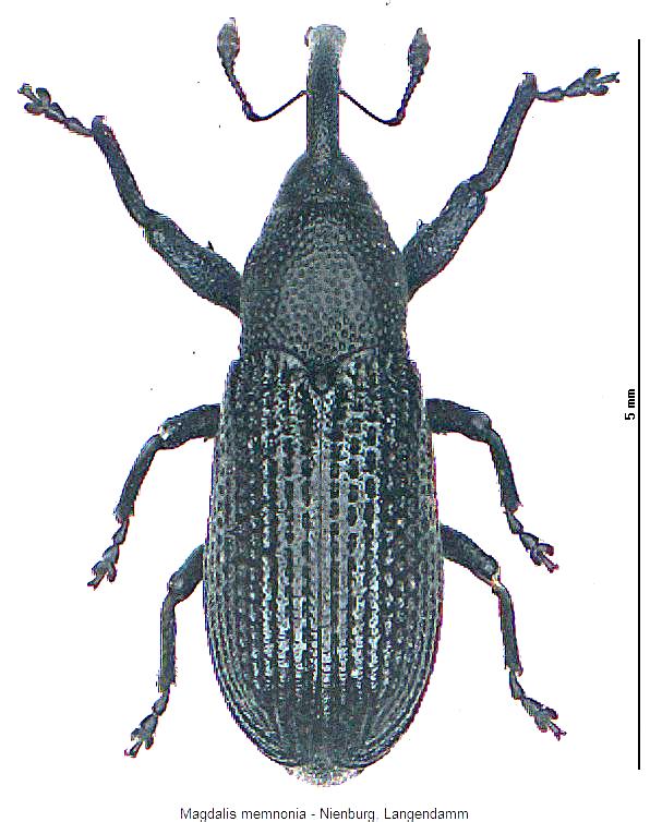 magdalis_memnonia_hab.jpg