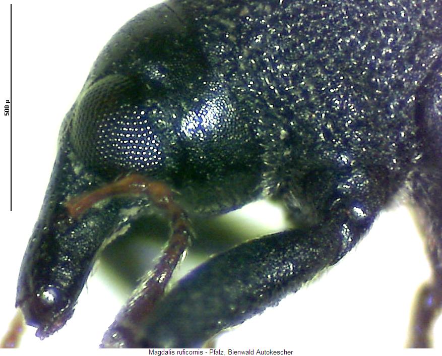 magdalis_ruficornis_k.jpg