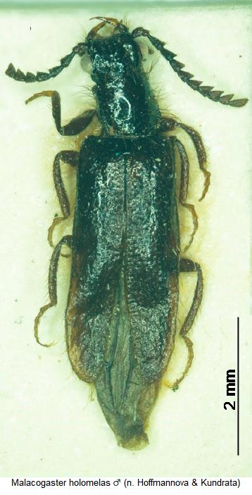 malacogaster_holomelas_m_hab.jpg