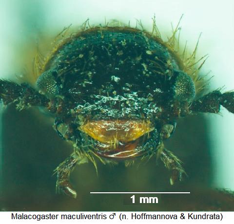 malacogaster_maculiventris_m_ol.jpg