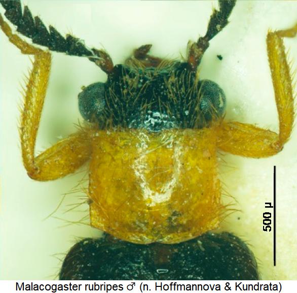 malacogaster_rubripes_m_vk.jpg