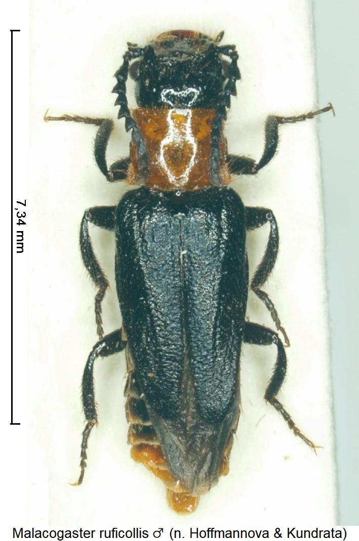 malacogaster_ruficollis_m_hab.jpg