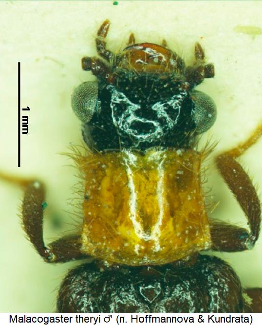 malacogaster_theryi_m_vk.jpg