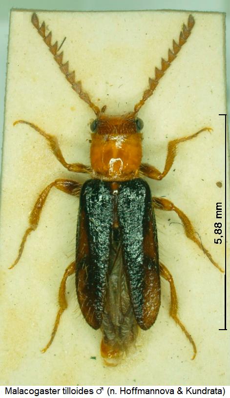 malacogaster_tilloides_m_hab.jpg