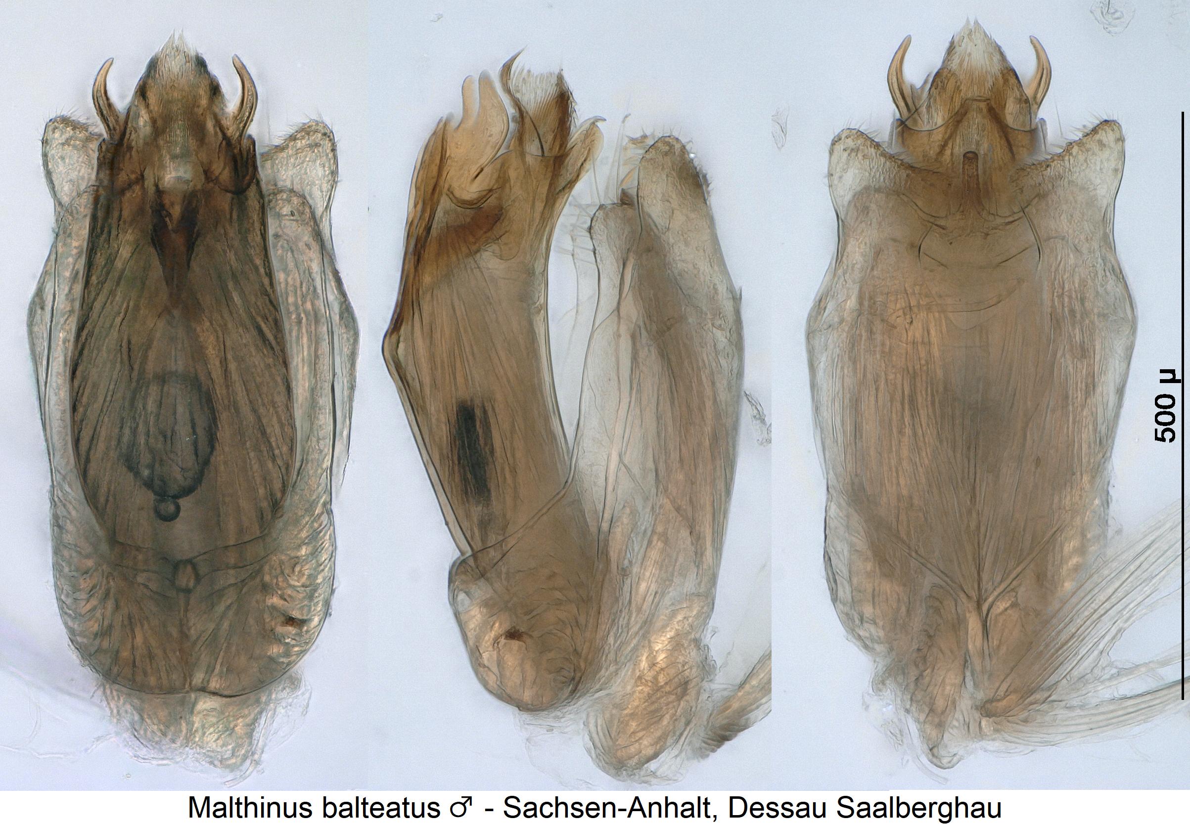 malthinus_balteatus.jpg