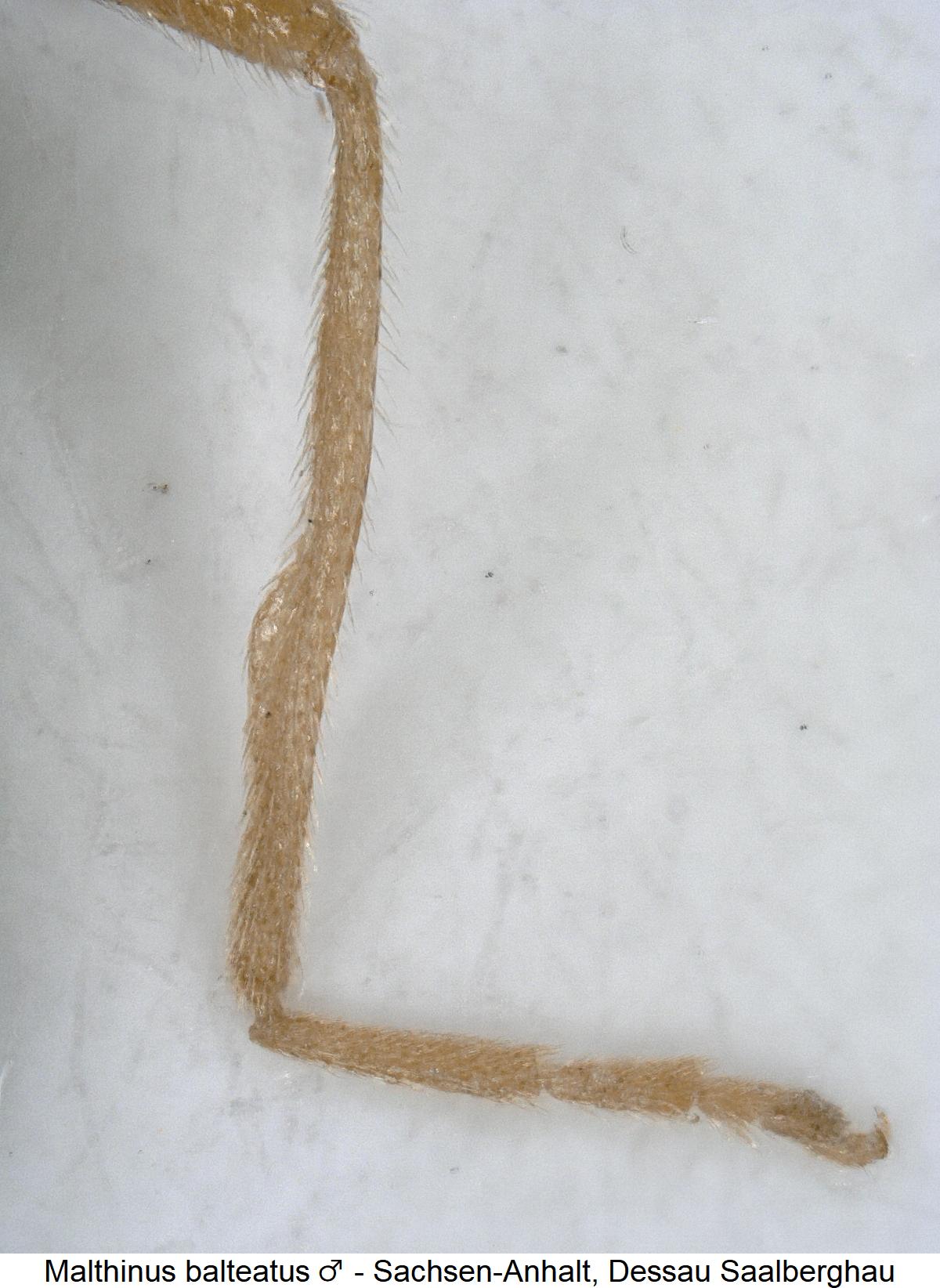 malthinus_balteatus_m_hschn.jpg