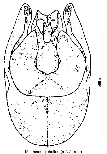 malthinus_glabellus.gif