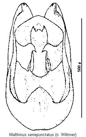 malthinus_seriepunctatus.gif