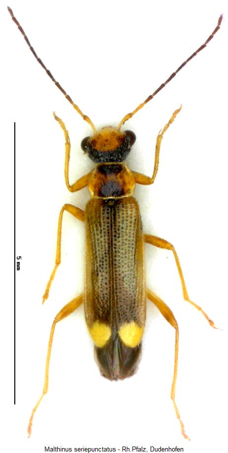 malthinus_seriepunctatus_hab.jpg
