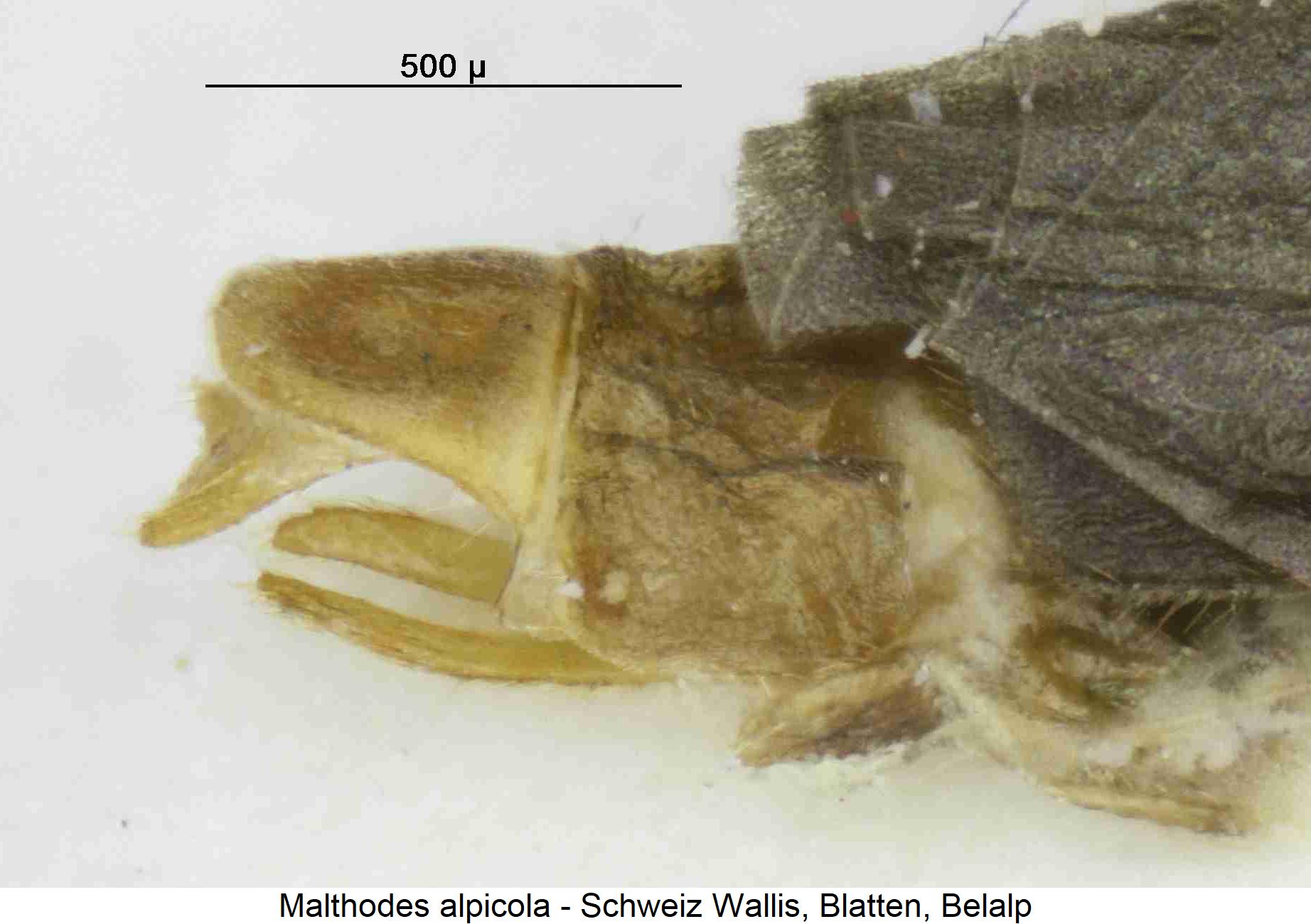 malthodes_alpicola_hlb.jpg