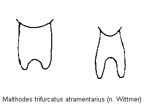malthodes_atramentarius_ter.gif