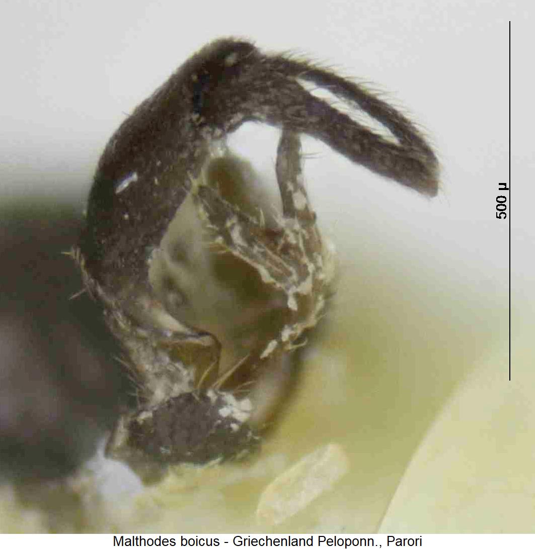 malthodes_boicus_hlb.jpg