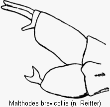 malthodes_brevicollis_hlb.gif